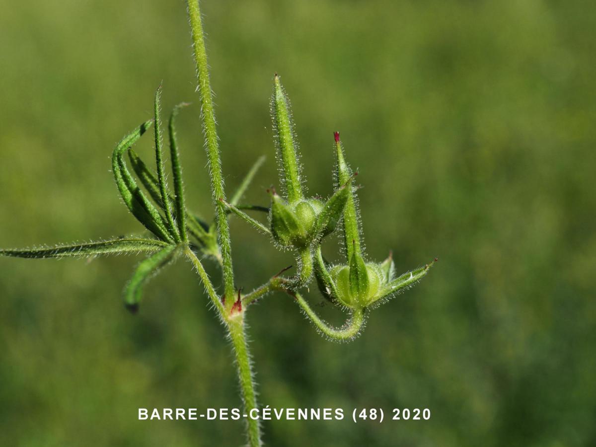 Cranesbill, Round-leaved fruit